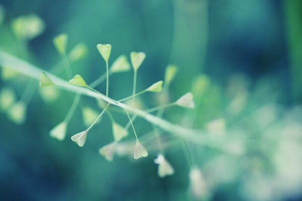 Macro photo. Plant. Bokeh effect