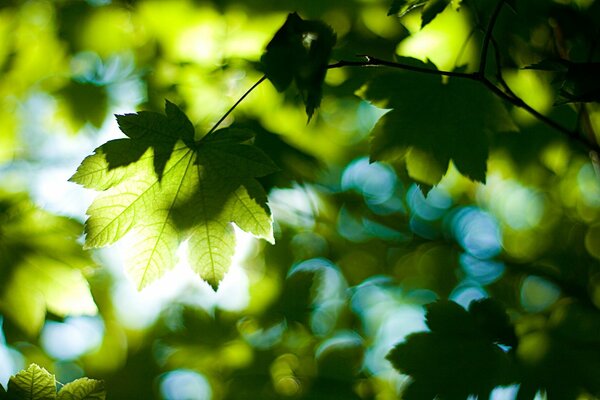 A ray of light breaks through the foliage