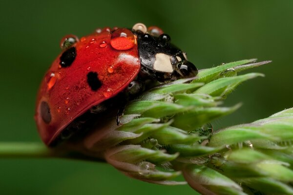 Coccinella con goccioline sul guscio