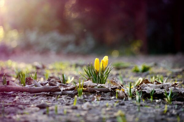 Les premières pousses de Crocus