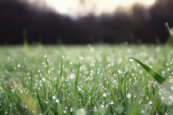 Makrobild der Frische des Morgens