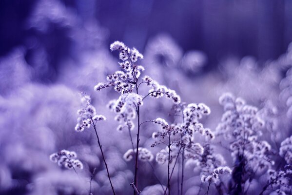 Fleurs de la nature sur fond violet