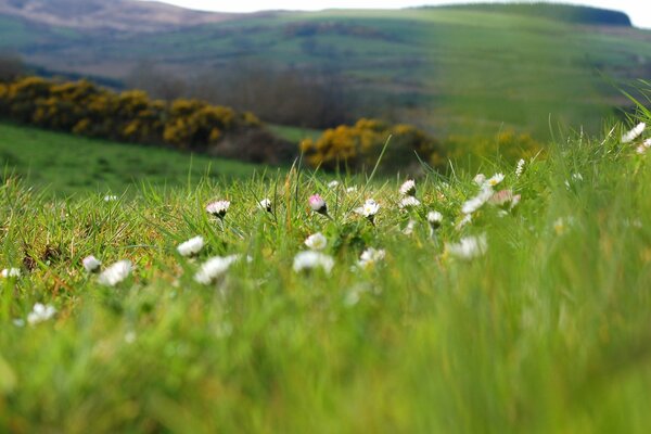 Sulla collina crescono fiori nell erba verde