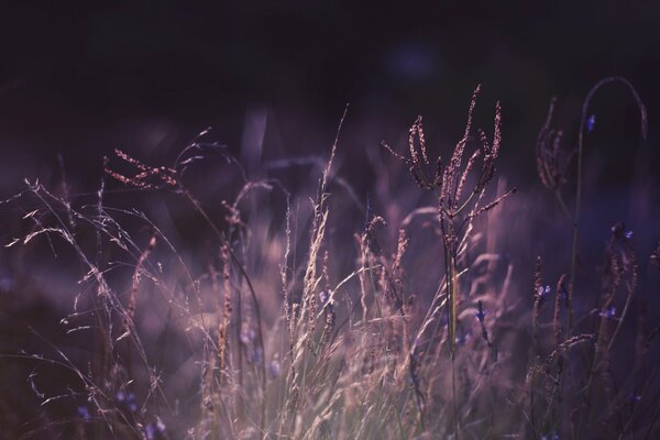 Plantes sur le terrain en traitement violet