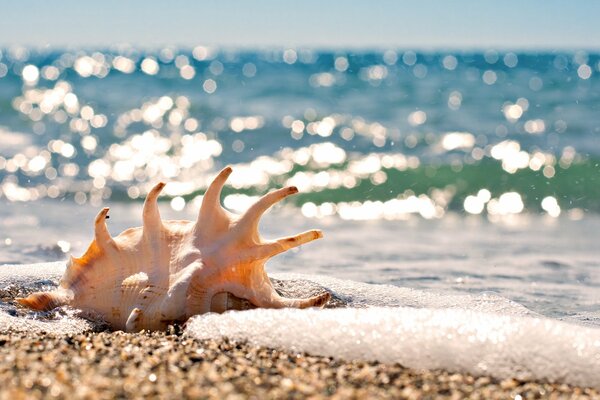 Conchiglia in riva al mare