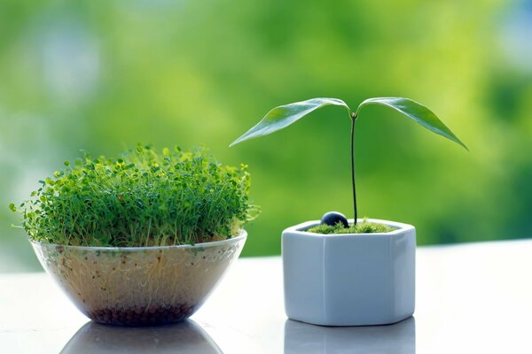 Pousses de plantes vertes sur le rebord de la fenêtre