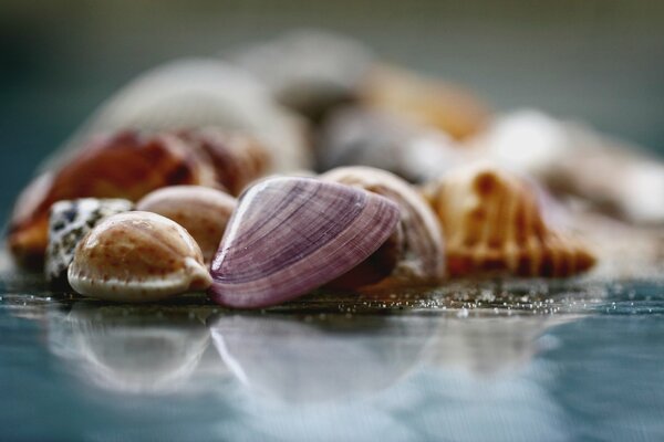 Macro shot of shells, photo on wallpaper, blurred retouching