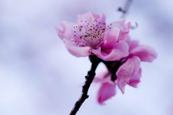 Ramoscello di un albero primaverile in fiore