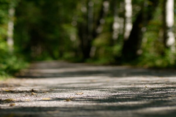 Waldweg Nahaufnahme