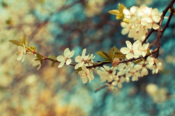 Floreciente rama de primavera sobre un fondo borroso