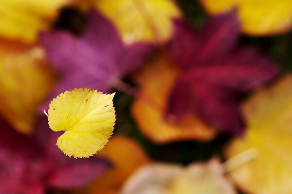 A falling autumn leaf on a blurry background