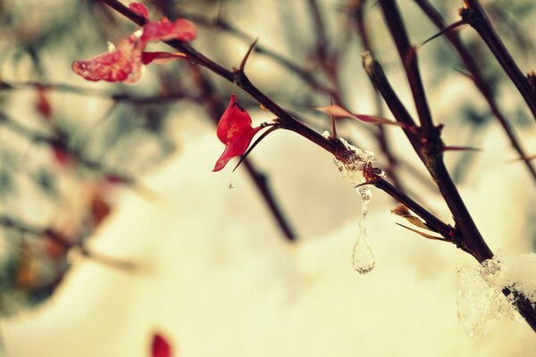 Early spring, leaves on the trees and snow on the ground