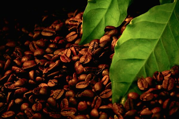 Delicious aroma of coffee beans