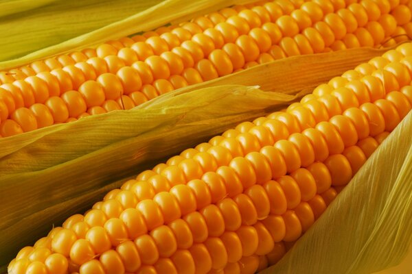 Ripe corn cob with leaves