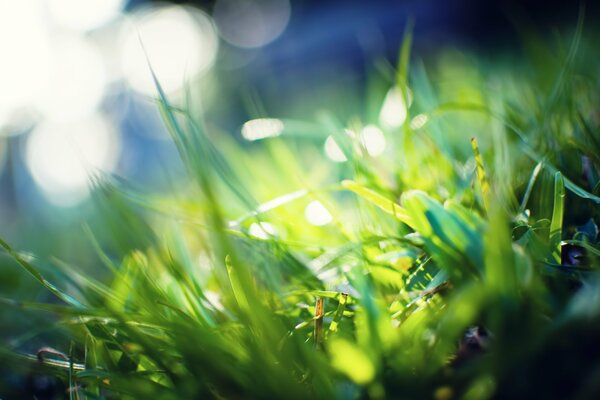 Lichtstrahlen auf grünem Gras