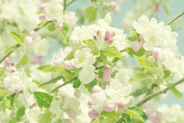 Blühender Apfelbaum. Blüten, Blütenblätter und Blätter eines Apfelbaums