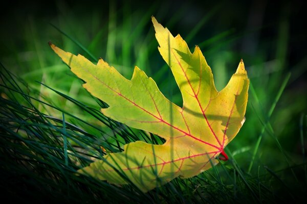 Hoja amarilla de otoño en la hierba