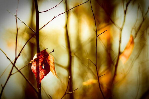 Landschaft von Herbstzweigen und bröckelnden Blättern