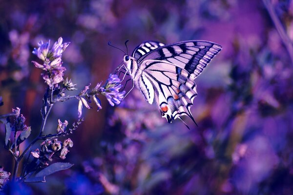 Lila Schmetterling auf lila Blume