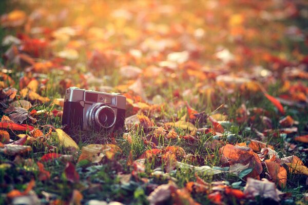 Фотоаппарат в осенних лучах солнца на траве