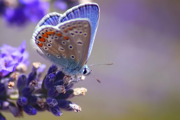 Mariposa maravillosa en una hermosa flor