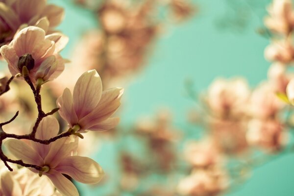 Bella natura, fiori di magnolia in primavera sui rami