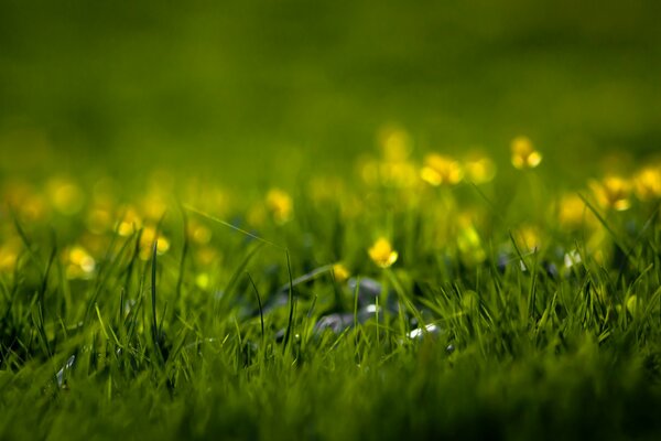 The field is green with yellow flowers