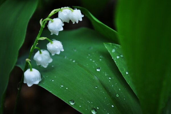 Muguet blanc sur fond de rosée