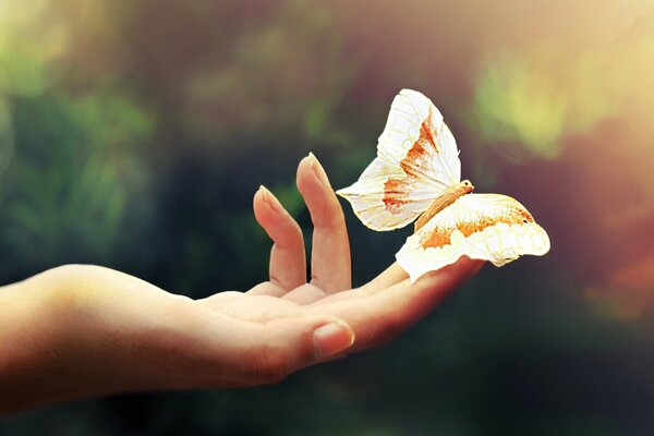 Schöner Schmetterling sitzt am Handfinger