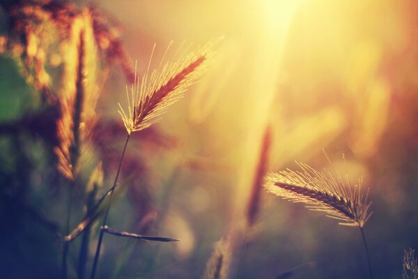 Diverse spighette contro la luce del sole