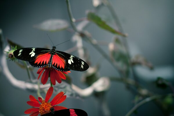 Ein schöner Schmetterling setzte sich auf eine Krabbenblume