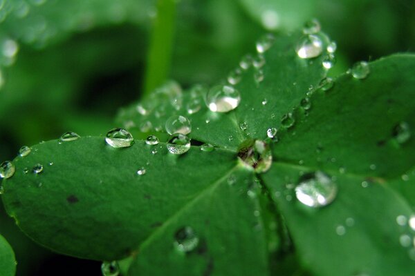 Dew drops on a green leaf