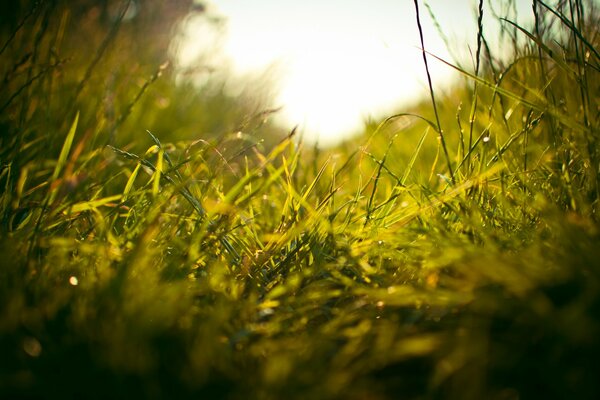 View of green grass at dawn