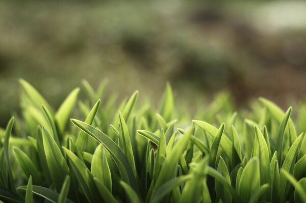 L herbe devient verte, le soleil brille