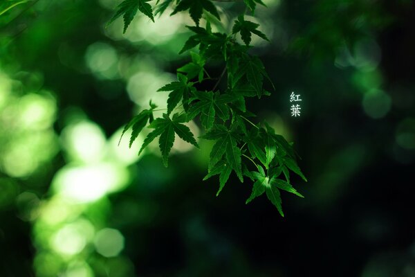 Green leaves in the forest