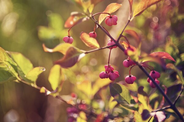 Ripe berries on the autumn branch of the bush