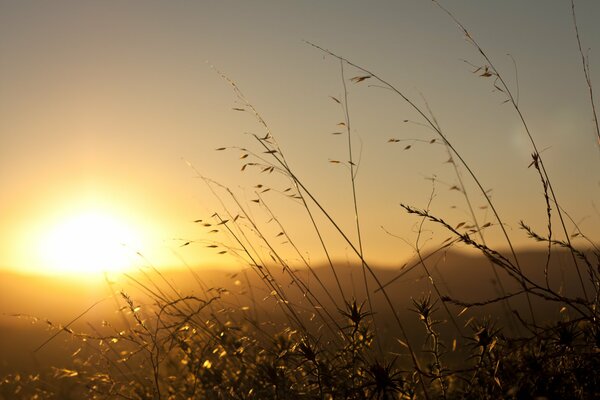 Die helle Sonne der Morgenröte. Morgen auf dem Feld