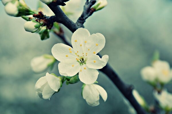 Sur les branches des cerisiers au printemps, des fleurs blanches se lèvent