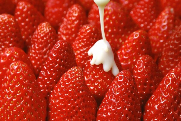 Reife Erdbeeren, die mit Kondensmilch gegossen werden