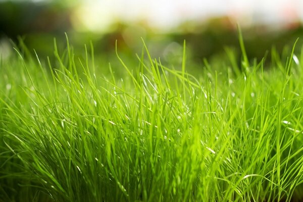 Leuchtend grünes saftiges Gras Nahaufnahme