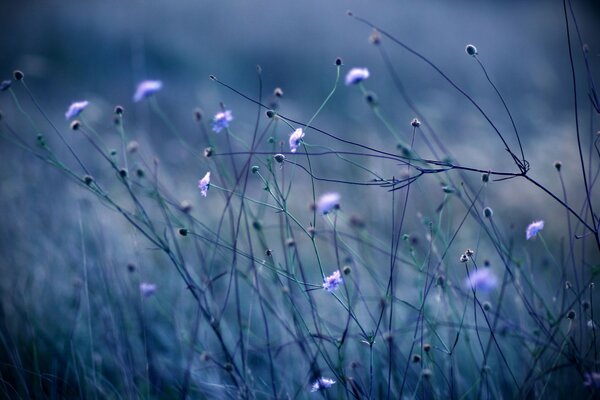 Le soir, la nature dans les tons bleus: herbe, plantes et fleurs