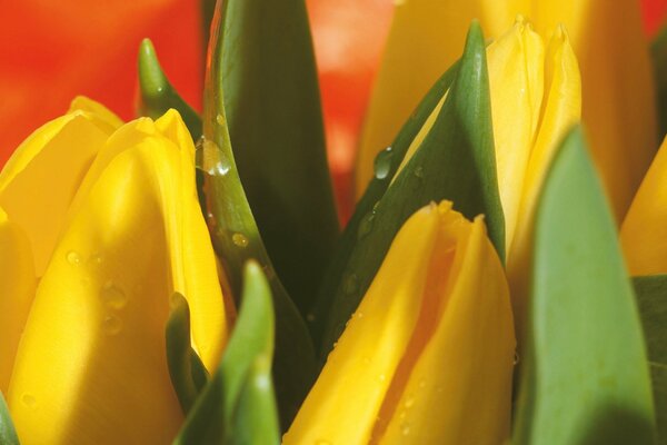 Mazzo di tulipani gialli. Grandi boccioli di tulipani gialli