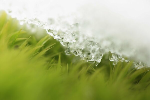 Invierno hierba bajo la nieve verde todavía