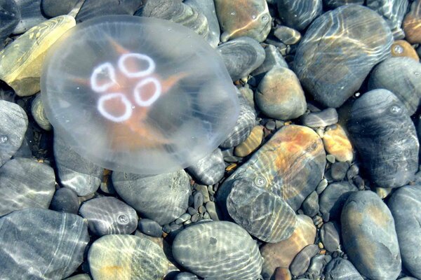 Méduse dans l eau sur fond de pierres