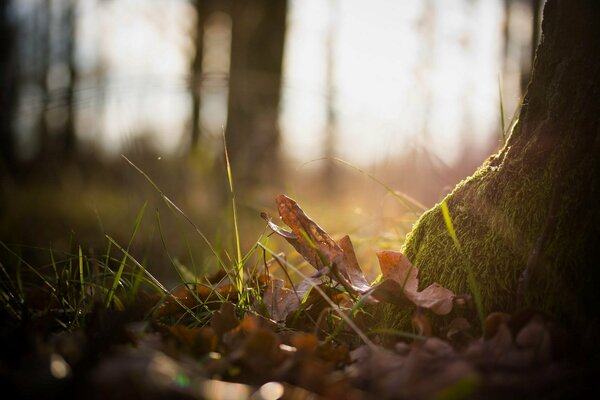 Feuilles d automne, photo de l arbre d automne