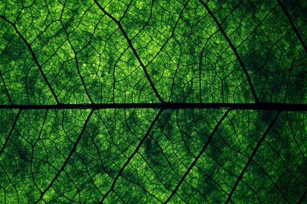 La foglia verde si illumina di venature