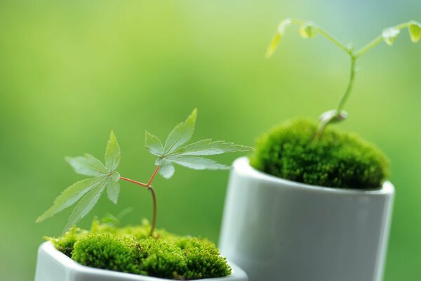 Photographie macro de plantes. Beauté de la nature