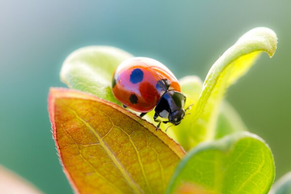 Ladybug on the leaves on a sunny day