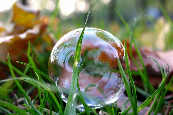 Réflexion de l herbe et des arbres dans une bulle de savon