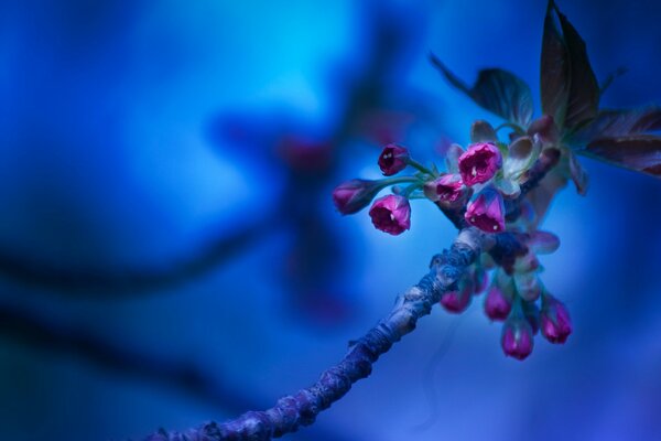 Rama con flores sobre fondo azul